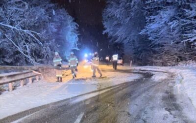 Umgestürzter Baum auf L101