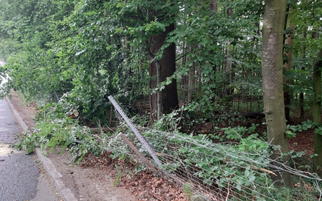 Baum über Straße